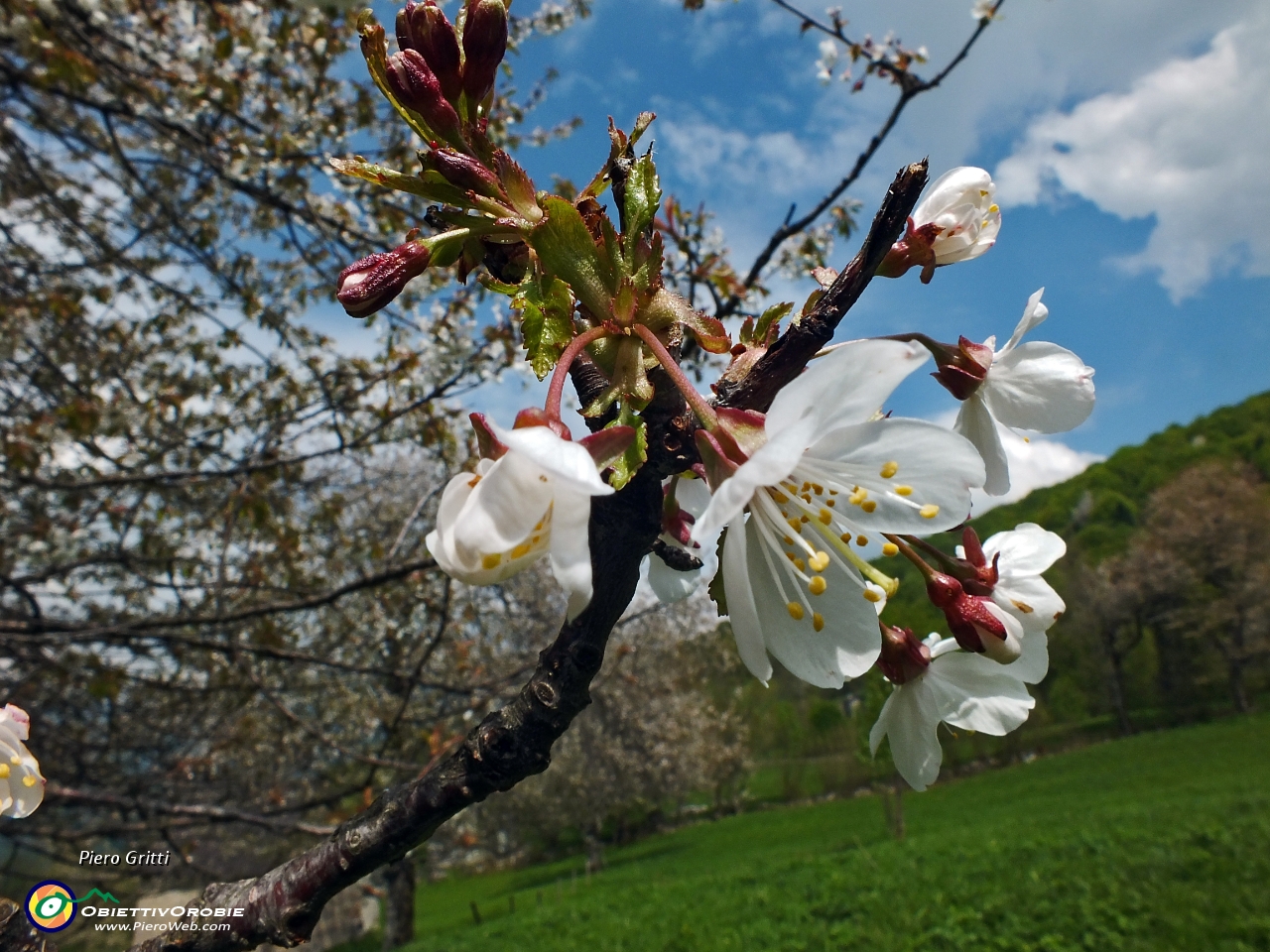 82 Fiori di ciliegio....JPG